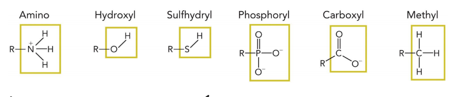 <p>amino, hydroxyl, sulfhydryl, phosphoryl, methyl </p>