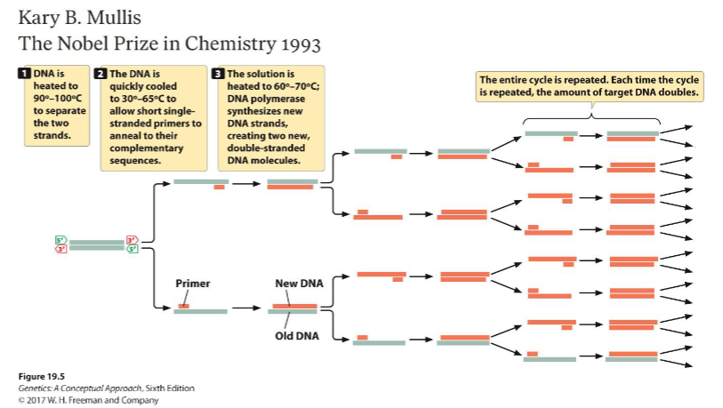 <p>PCR is a method to amplify DNA</p><ul><li><p>Heat DNA to 90-100<span>°</span>C to separate strands</p></li><li><p>Cool DNA to 30-65<span>°</span>C to allow short single-stranded RNA primers to anneal </p></li><li><p>Heat DNA to 60-70<span>°</span>C to allow DNA polymerase to synthesize new DNA </p></li><li><p>Repeat for as many cycles as needed — each time the cycle is repeated, the amount of target DNA doubles (increases exponentially)</p></li></ul><p></p><p><strong>PCR can be modified to synthesize mRNA </strong>— <em><u>use RNA polymerase</u></em> instead of DNA polymerase!</p><p></p>