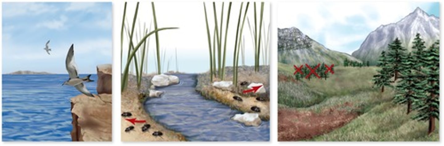 <p>Where any physical feature of the Earth prevents gene flow. For example, mountains, rivers or glaciers.</p>