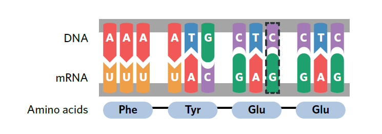 <p>Silent Mutation</p>
