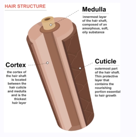 <p>Hair is a complex biological structure composed of three distinct layers, each with unique characteristics that can be observed under microscopic examination.</p><p>The cuticle forms a protective outer shell, while the cortex contains the structural proteins and pigments that give hair its strength and color.</p>