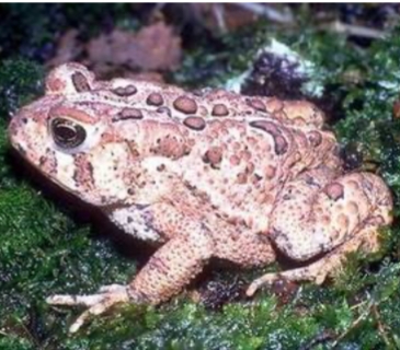 <p><strong>Anaxyrus americanus</strong></p>