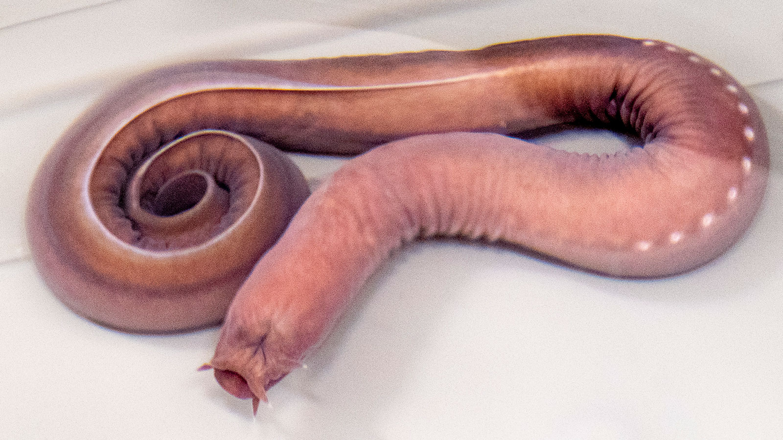 <p>hagfishes</p>