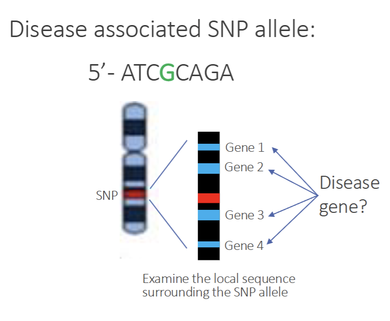 <p>SNP is the mutation in a gene that causes the disease but very rare as majority of SNP are non-gene coding regions</p><p>SNP are more like genetic&nbsp;“bookmarks” highlighting a region of the chromosome that could contain the real disease or mutation that impacts disease development</p><ul><li><p>More SNPs = more likely that we find a SNP that associates with the disease</p></li><li><p>SNP databases will have SNPs that cover length of each chromosome: Human Genome Project&nbsp;</p></li></ul><p></p>