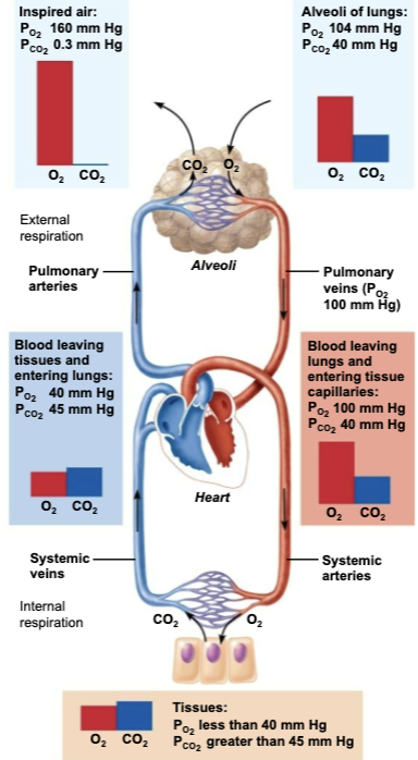 <p><strong><em>Partial pressures and diffusion gradients in Internal Respiration are REVERSED compared to External Respiration</em></strong></p><ol><li><p>Tissue P<sub>O2</sub> is ALWAYS LOWER than in arterial blood P<sub>O2</sub> (40 vs 100 mmHg) → so<strong> O<sub>2</sub> </strong><span style="color: purple;"><strong><mark data-color="purple" style="background-color: purple; color: inherit;">moves from blood to tissues</mark></strong></span></p></li><li><p>Tissue P<sub>CO2</sub> is ALWAYS HIGHER than arterial blood P<sub>CO2</sub> (45 vs 40 mmHg) → so<strong> CO<sub>2</sub> </strong><span style="color: purple;"><strong><mark data-color="purple" style="background-color: purple; color: inherit;">moves from tissues into blood</mark></strong></span></p></li><li><p>Venous blood returning to heart has P<sub>O2</sub> of 40mmHg and P<sub>CO2</sub> of 45 mmHg</p></li></ol><p></p>