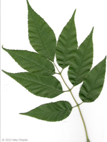 <p><em>Fraxinus americana</em></p>