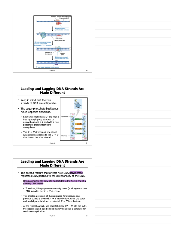 <p>-First event in DNA replication is the separation and unwinding of the two strands of DNA occurs by enzymes DNA helicase and DNA topoisomerase</p><p>-DNA single-stranded binding proteins then bind to the separated strands to keep them from re-forming the double helix</p><p>-As nucleotides align with complementary bases, they are added to the growing end of the new strand by the polymerase.</p><p>-DNA polymerase cannot initiate synthesis of new DNA on a bare template strand;&nbsp;can only add nucleotides to the end of an existing chain that is base-paired with the template strand.</p><p>-DNA polymerase can only add nucleotides to the free 3’ end of a growing DNA strand.</p><p>-DNA primase, a type of RNA polymerase, makes the primer</p><p>-To start a new strand requires a primer, a short, complementary segment of RNA;&nbsp;primer is about 10 to 12 nucleotides long in eukaryotes.</p>