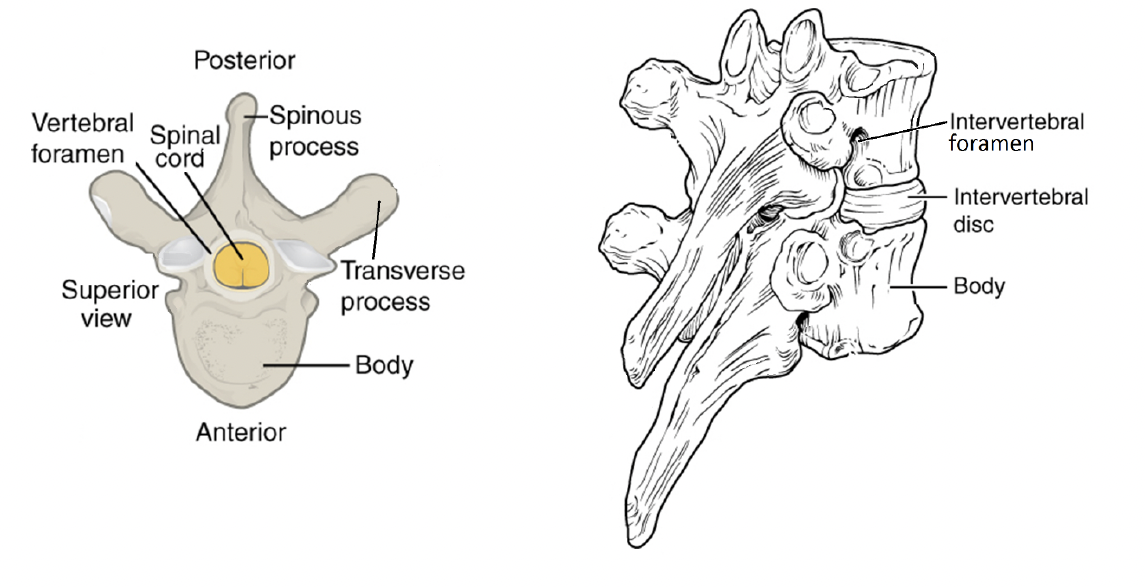 <ul><li><p>Body: the supporting disc of bone at the anterior side of each vertebra</p></li><li><p>Vertebral foramen: the central hole through which the spinal cord passes</p></li><li><p>Transverse process: the pointed extensions to the left and right of the vertebra</p></li><li><p>Spinous process: the pointed extension toward the posterior. These are the bumps you can see through the skin of the back when you bend forward</p></li><li><p>Intervertebral foramen: gaps created on the lateral sides of the spinal cord by an upward notch in the posterior part of the bone. Spinal nerves exit here</p></li><li><p>Intervertebral disc: fibrocartilaginous pad that seperates vertebrae from one another, withstands compression, and provides a slight degree of motion</p></li><li><p>Transverse foramen: found only on cervical vertebrae, these are passages through the transverse processes for blood vessles</p></li></ul><p></p>