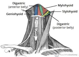 <p>suprahyoids (geniohydoid, mylohoid, stylohyoid) action/ function</p>