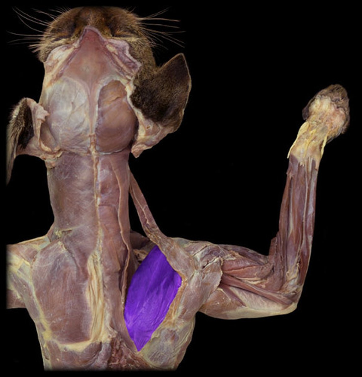 <p>origin: supraspinous fossa of scapula</p><p>insertion: greater tubercle of humerus</p>