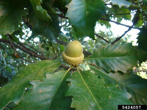 swamp chestnut oak
Fagaceae
WHITE OAK
Native: E TExas, down to Central FL
Habitat: Mesic hardwoods, moist, well-drained rich soils. Likes the organic layer.
Persistence: large, deciduous tree
Bark: Light, grayish in color. Thin, peely, exfoliating bark. 
Leaves: LARGE, Simple, alternate, obovate, dentate margin, veins end in teeth; lower surface has a pale, silvery pubescence, almost looks glaucous but not
Acorns: BIG 1 1/2in, bowl shaped cup for a cap. 
Uses: GOOD food source. Highly valued timber. Basket weaving.
Tol: low-mod shade, low drought, low-mod flood, low fire