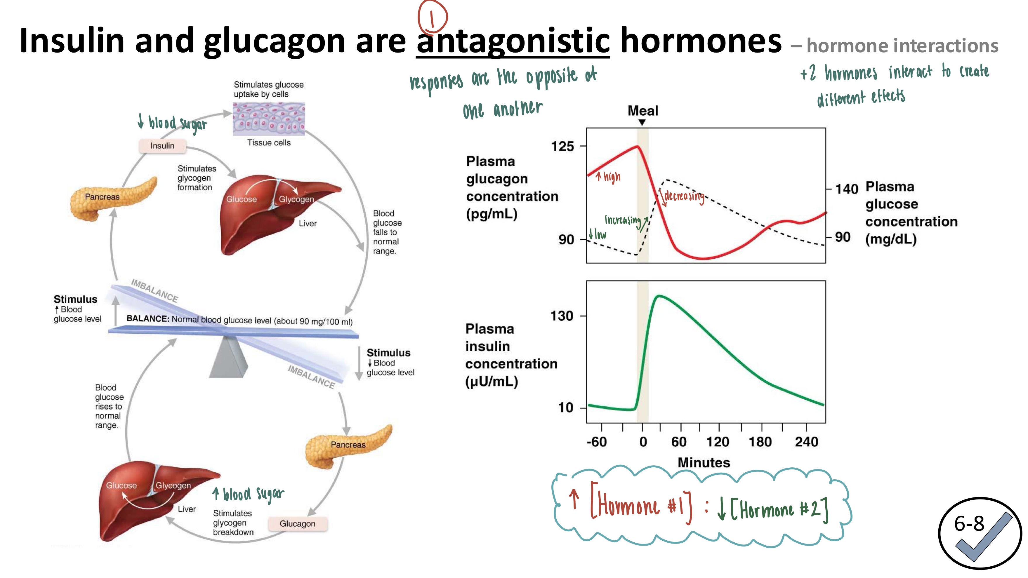 <ul><li><p><strong>Antagonistic</strong>: hormone responses are OPPOSITE of one another</p></li><li><p>increase insulin concentration, decrease glucagon concentration</p></li></ul><p></p>