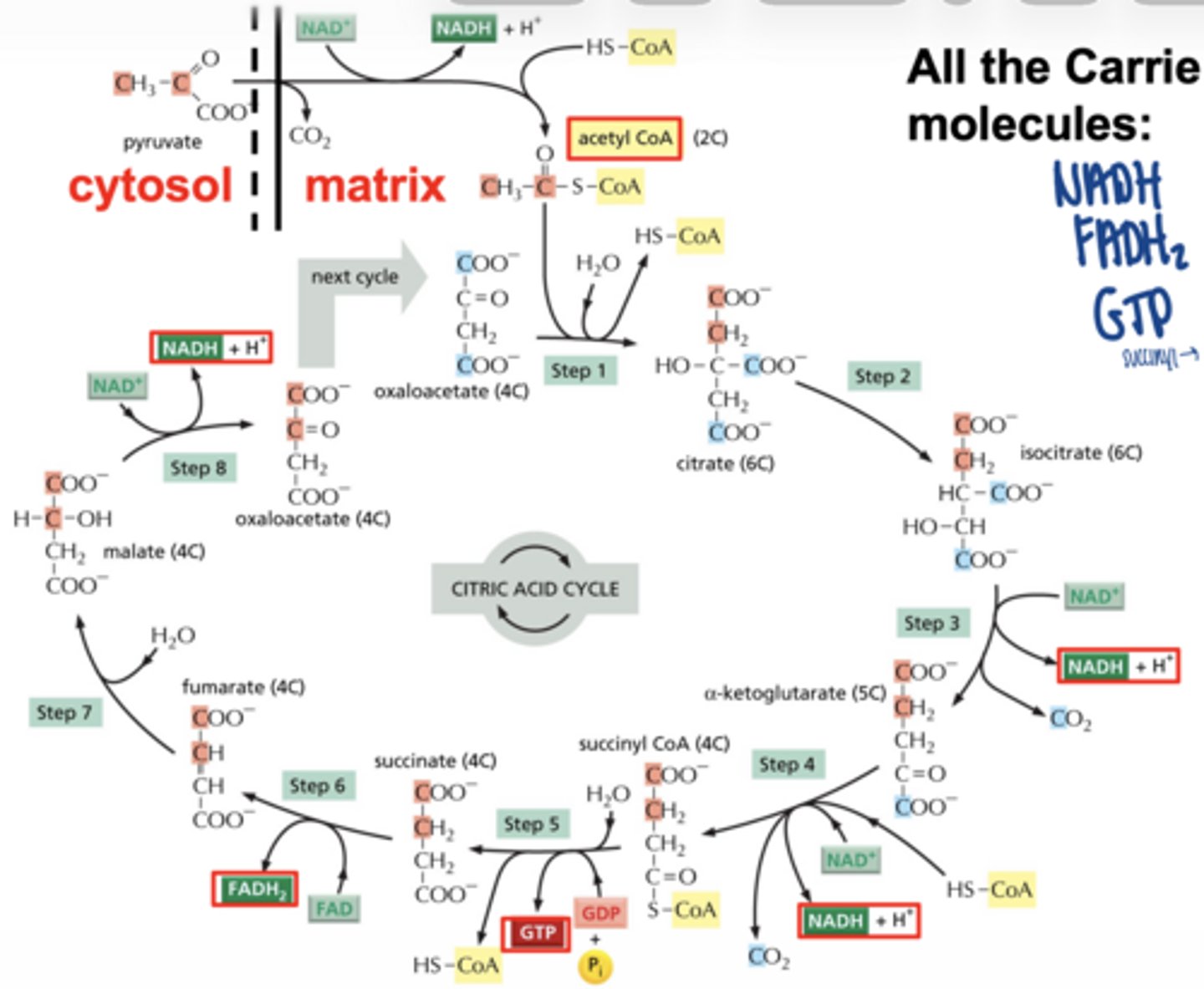 <p>acetyl-CoA</p><p>NADH</p><p>FADH₂</p><p>GTP</p><p>each turn of cycle → 3 NADH and 1 FADH₂</p><p>GTP = produced directly through substrate-level phosphorylation when succinyl-CoA is converted to succinate</p>