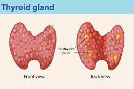 <p>What hormone is produced by the Parathyroid gland?</p>