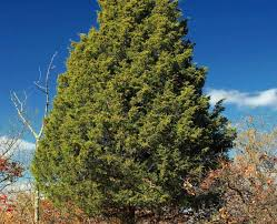 <p>Red Cedar</p>