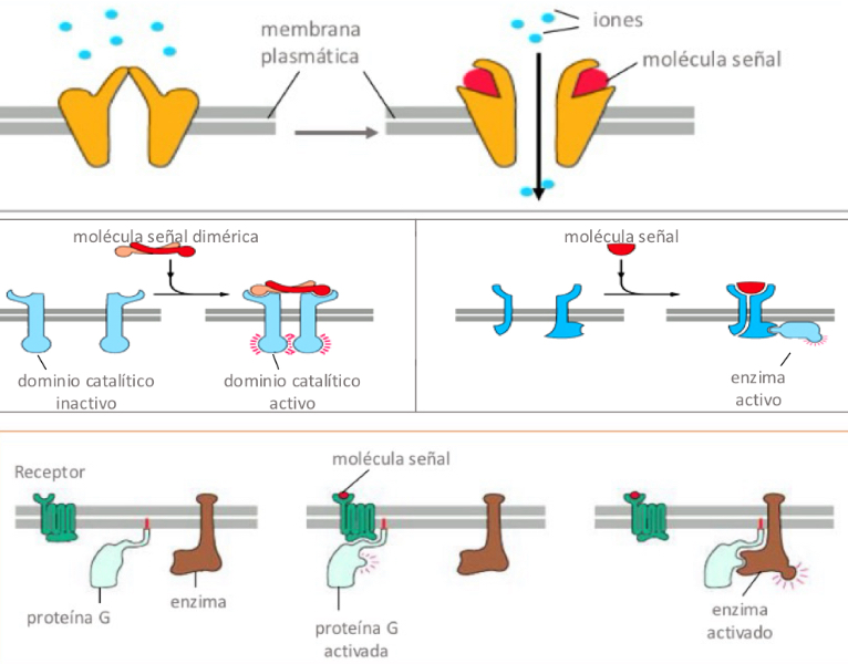 <p>-Ion channel-gated receptors (Ligand opens channel, changing permeability of the membrane to some ions)</p><p>-Enzyme-linked receptors (receptors acts like enzymes or binds to enzyme and activates it.</p><p>-G protein-linked receptors (Ligand-receptor activates a G protein, which activates an enzyme or ion channel)</p>