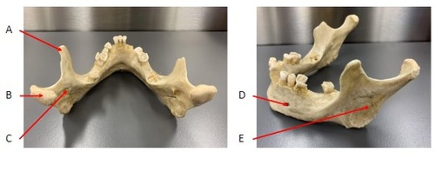 <p>Identify</p>