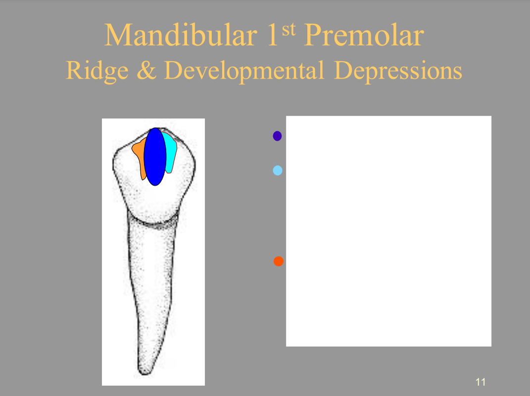 <p>From the picture shown, label the following for the Mandibular 1st Premolar. </p><ul><li><p><span style="color: blue">1 =</span></p></li><li><p>2 (light blue) =</p></li><li><p>3 (orange) =</p></li></ul>