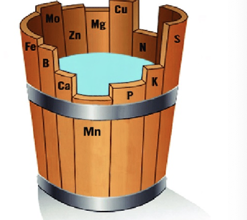 <p>one limiting nutrient will inhibit all others even if they have higher supply</p><p>the barrel represents plant growth or crop yield</p>