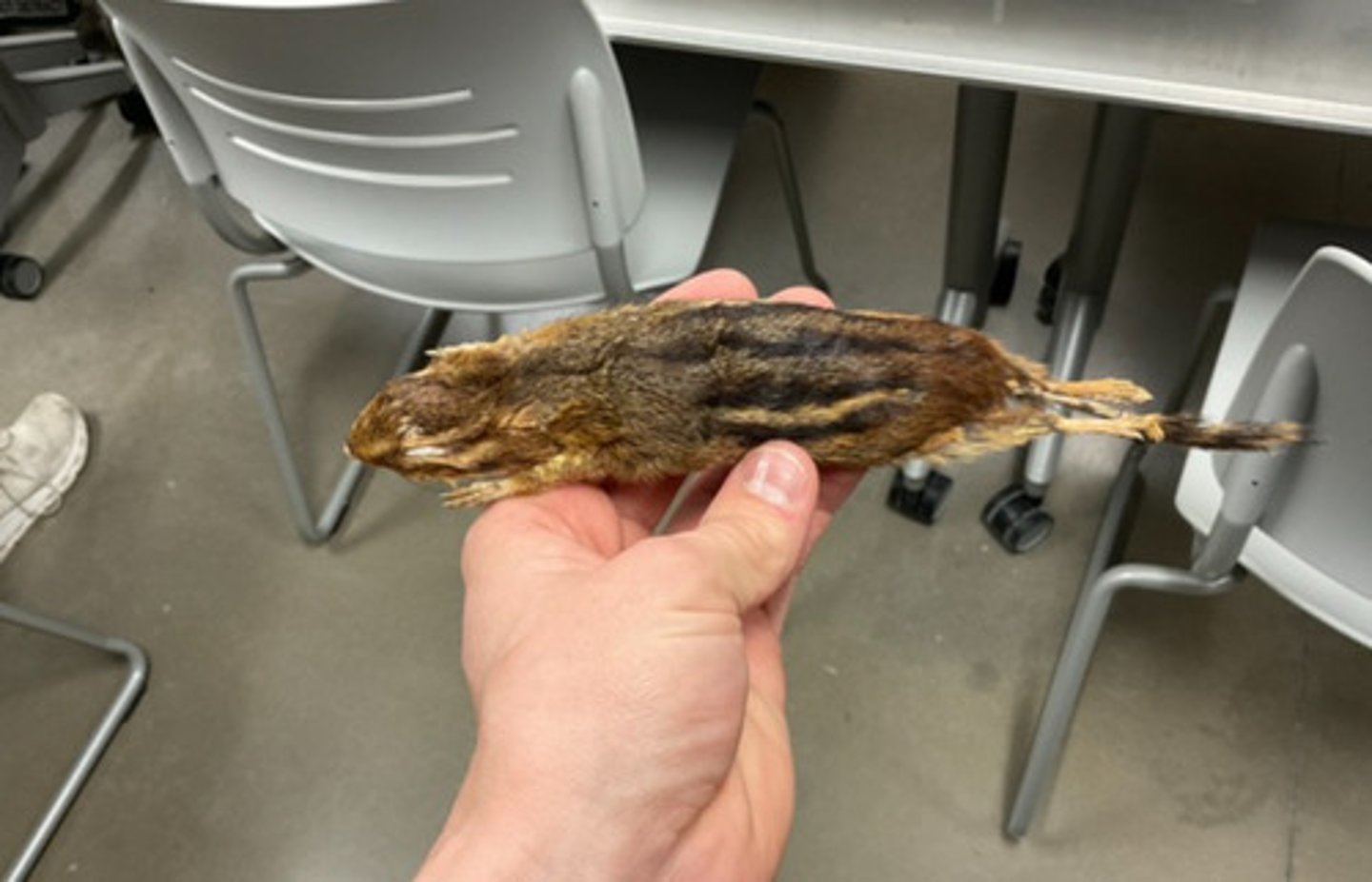 knowt flashcard image