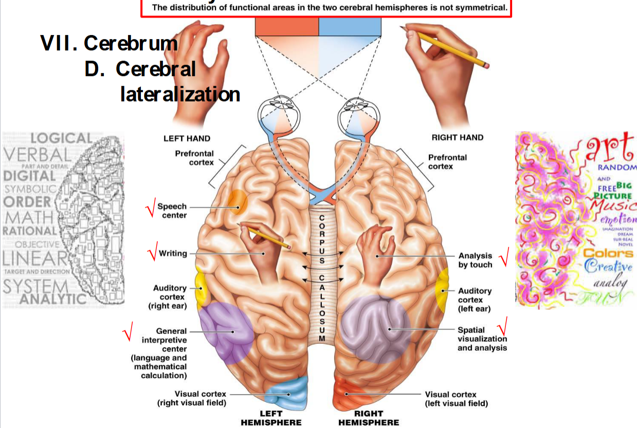 <p>the distribution of functional areas in the two cerebral hemispheres is not symmetrical</p>