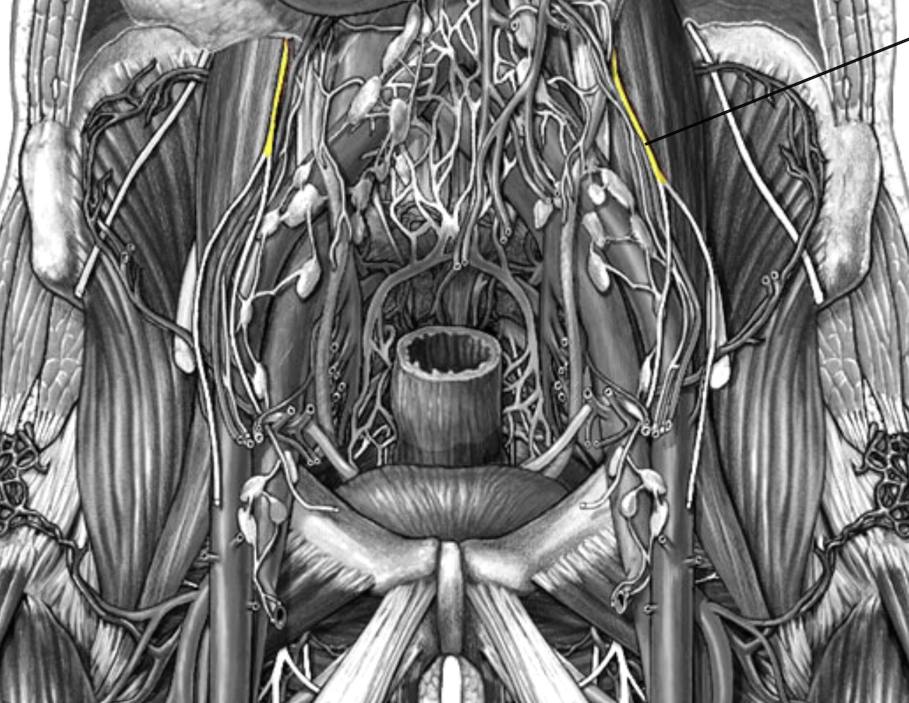 <p>Which nerve of the lumbar plexus is:</p><ul><li><p>Runs within psoas major</p></li><li><p>Innervate genitals and thigh</p></li><li><p>Deeper than femoral and obturator nerve</p></li></ul><p></p>