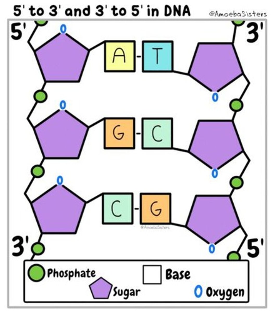 <p>condensation polymers of nucleotides</p>