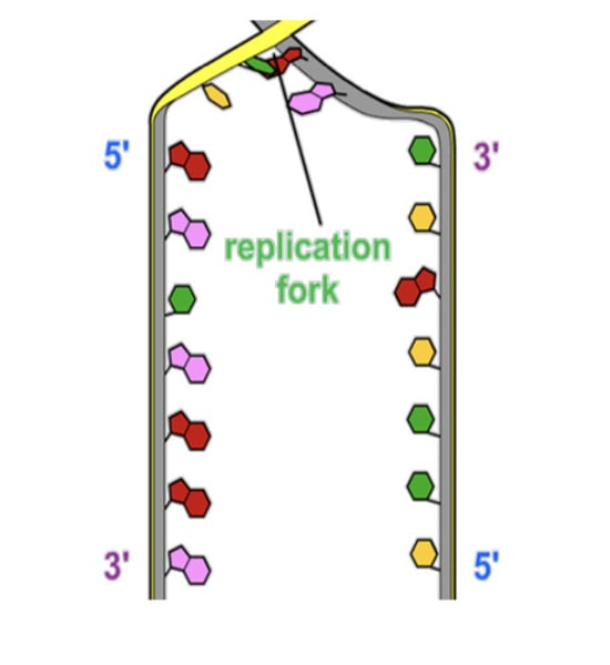 <p>The point at high the 2 strands are separated</p>