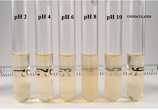 <ul><li><p>acid = more clear</p></li><li><p>base = more murky</p></li></ul><p></p>