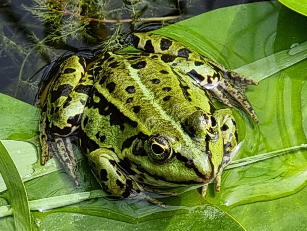 <p>Żaba z grupy zielonych</p>