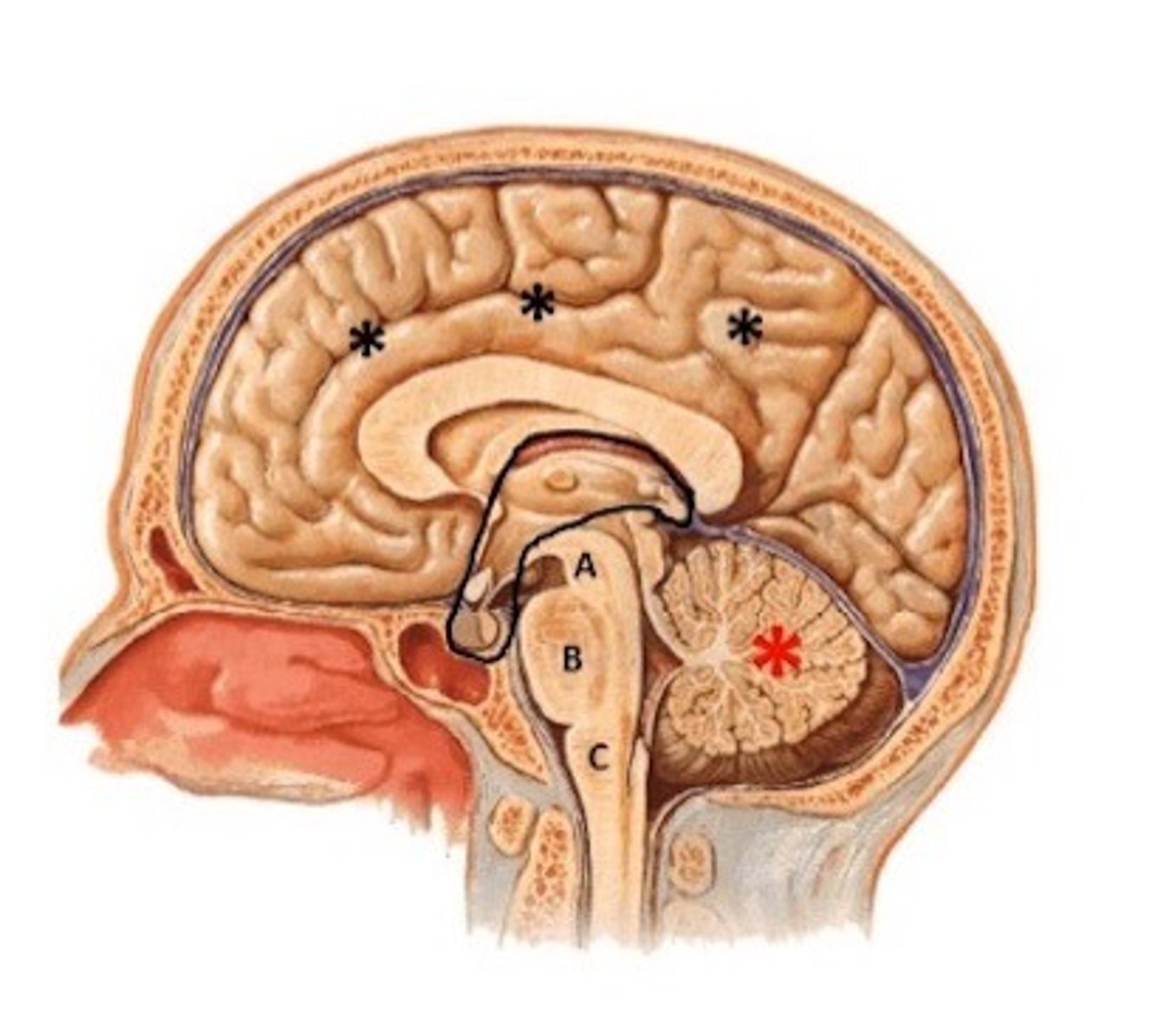 <p>includes the epithalamus, thalamus, and hypothalamus; sits on the midbrain and is considered central core of the brain</p>