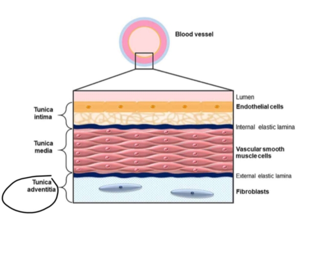 <p>innermost blood vessel layer</p>