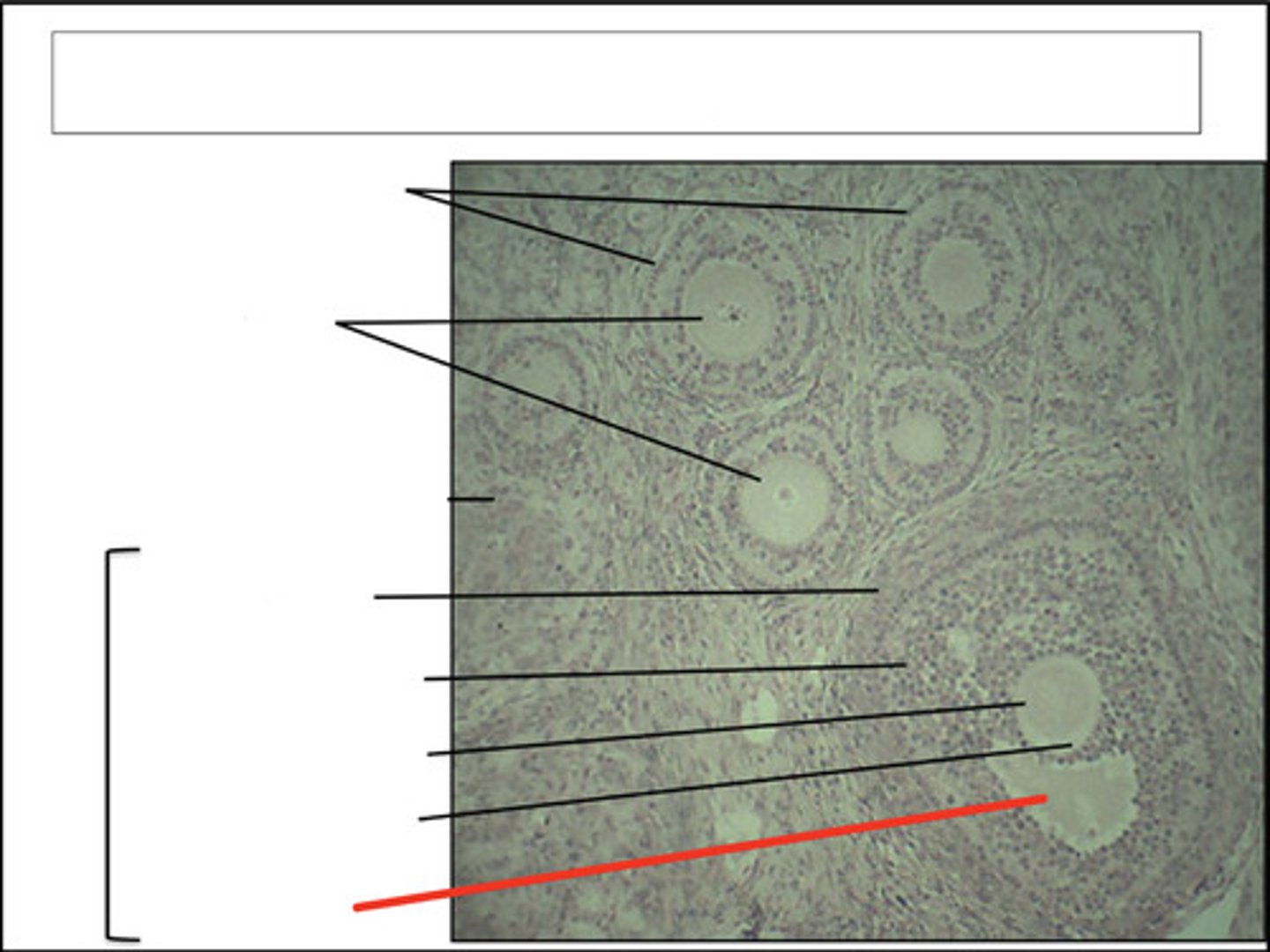 <p>identify this region and organ</p>
