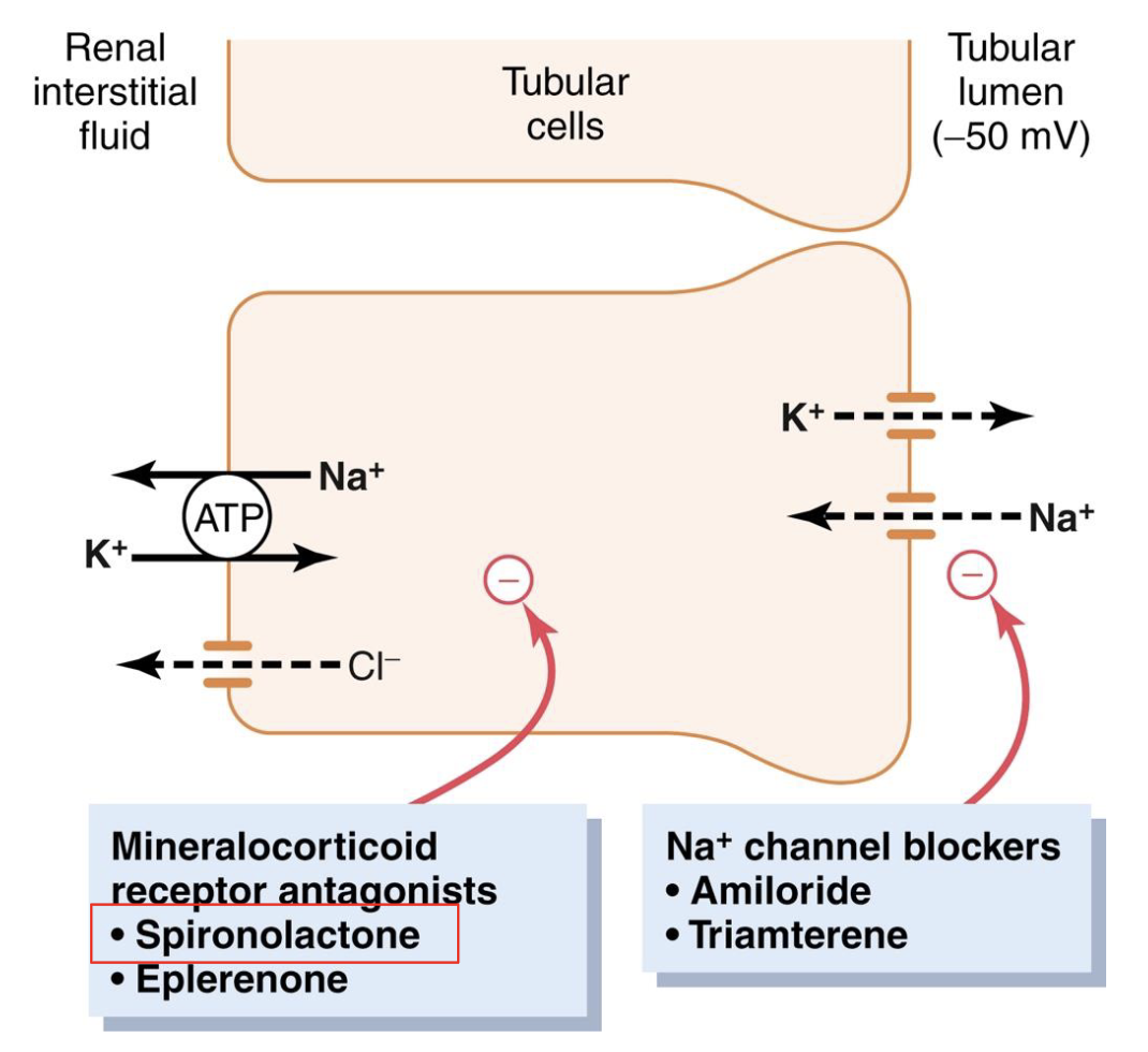 <p>there are diuretics that block the actions of aldosterone, and thus inhibit the reabsorption of Na+ from the distal tubule/collecting duct</p>