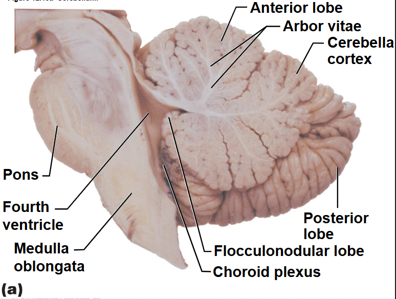 <p>(Vermis Folia) (Arbor Vitae)</p>