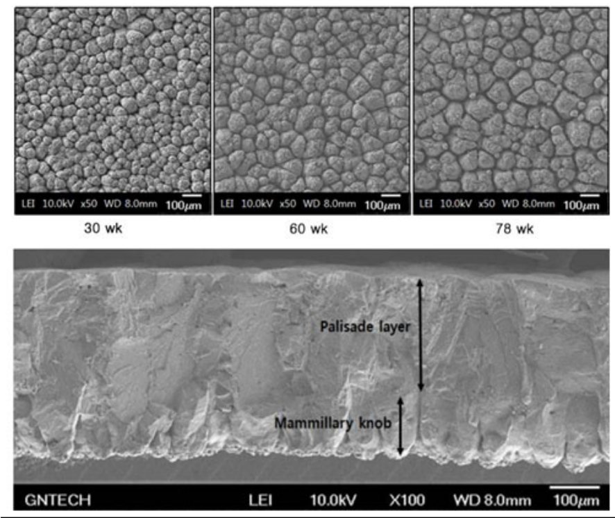 <p>schaalvliezen </p><p>mamillaire laag: dit begint op de mamillary cores, onderdeeltjes van de schaalmembraan waarop calciumcarbonaat neerslaat. van hieruit groeit de schaal.</p><p>pallisade laag: zo noem je de schaal vanaf het punt dat je de ringetjes van de mamillaire laag niet meer ziet. dit is de dikste laag.</p><p>waslaag</p>