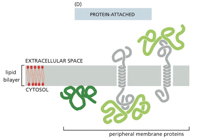 * proteins do not insert themselves in to membrane
  * on either face of membrane
  * bound to other proteins 
  * bound to lipids 
  * by non-covelent interactions
* gentil extraction methods used (lipid bilayer intact)
