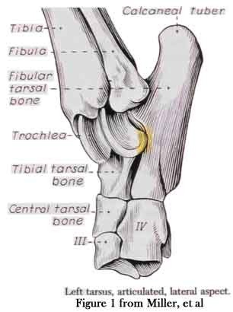 <p>hock</p><p>Tibia and fibula</p>