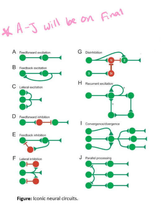 <p>Iconic neural circuits are what create the larger neural networks. Green neurons are excitatory and red neurons are inhibitory. </p>