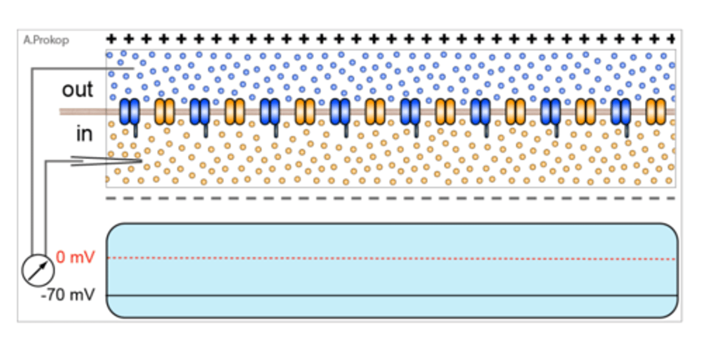 <p>Electrical pulse that is sent down the length of the axon terminating in axon terminals (impulse generation). When a neuron is stimulated by other cells and </p><p><strong>1.</strong> <strong>Crosses the action potential threshold (-55 mV)</strong>: </p><p></p><p><strong>2. Depolarization: the neuron "fires"</strong> </p><p>- Triggers a non-reversible chain reaction that is all or nothing once threshold is reached a neuron will fire exact same way or it won't at all: If the threshold isn't reached, no action potential occurs.</p><p>- Ion channels open briefly, allowing positively-charged sodium ions to rush into the cell </p><p>- This influx causes the membrane potential to become more positive</p><p></p><p><strong>3. Repolarization</strong> </p><p>- Complete, rapid, and brief reversal of the electrical potential across neuron's membrane: <strong>potassium (K⁺) channels open</strong>, allowing K⁺ ions to leave the cell which restores the negative charge inside the cell</p><p>- This rapid decrease in potassium ions restores the membrane potential to a negative value, bringing it back toward the resting potential (-70mV)</p><p>- After firing the neuron undergoes an <strong>absolute</strong> and <strong>relative</strong> <strong>refractory</strong> <strong>period</strong></p><p></p>
