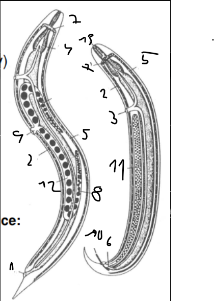 <p>Schema stavby t ěla nematod</p>