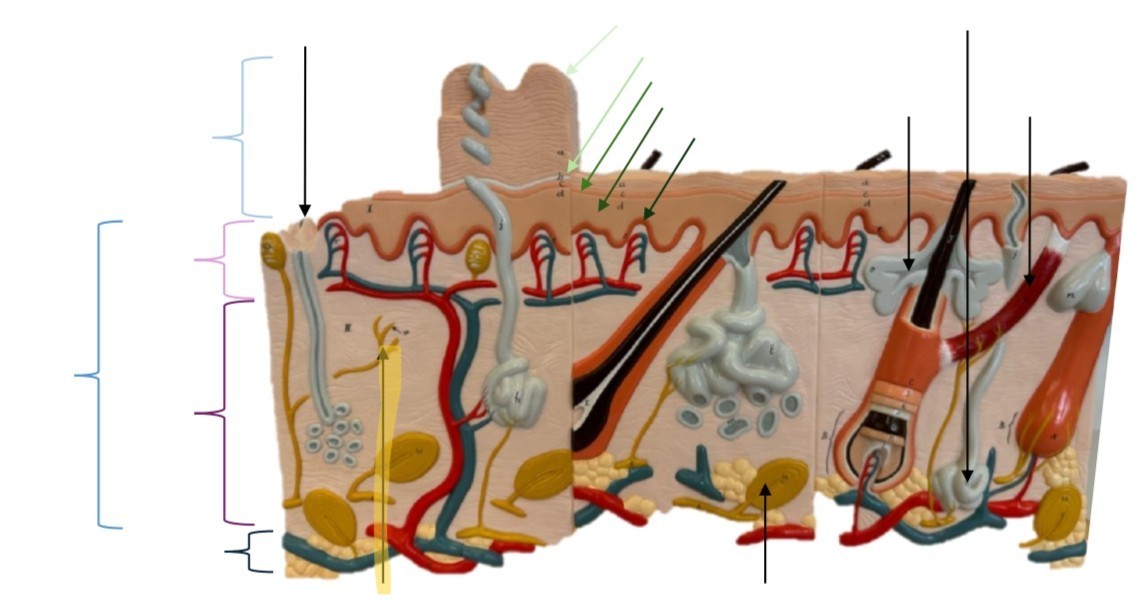 <p>Free Nerve Ending</p>