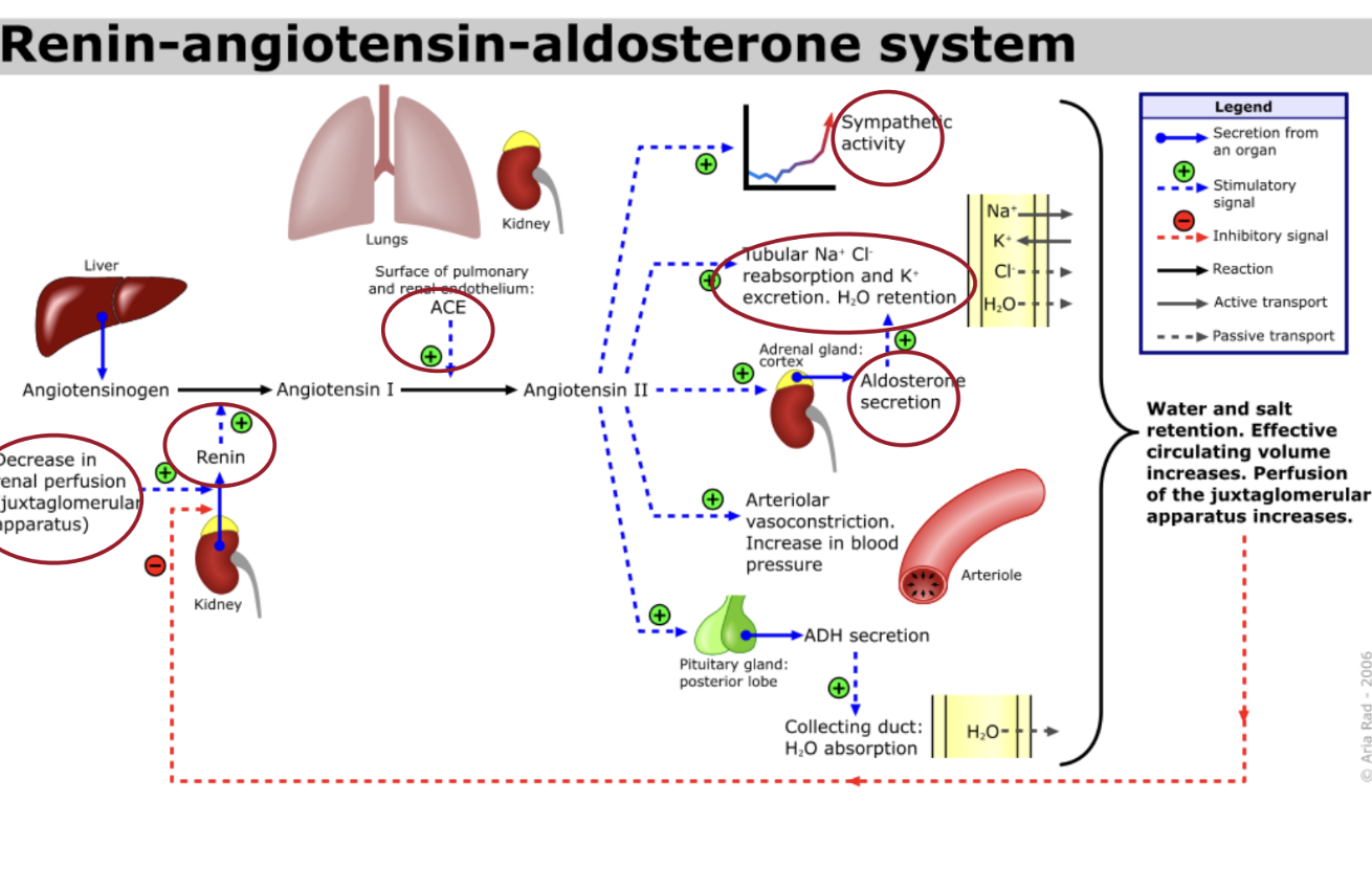<p>how does angiotensin ii raise blood pressure </p>