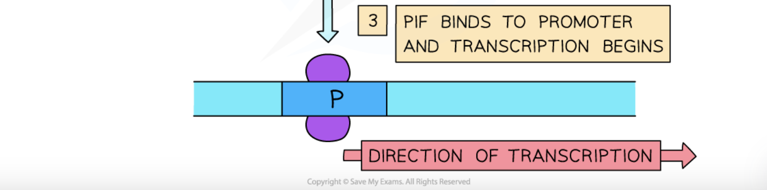 <p><strong>PIF being released from DELLA </strong>to <strong>bind to the promoter region of the amylase gene</strong> and <strong>initiate transcription</strong></p>