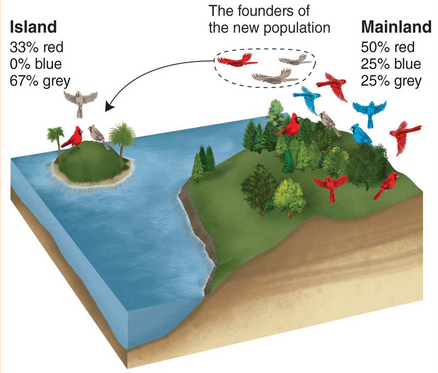 <p><span style="background-color: transparent;"><span>A change in the genetic composition of a population as a result of descending from a small number of colonizing individuals.</span></span></p><ul><li><p><span style="background-color: transparent;"><span>The genotypes on the island will represent only a subset of the genotypes present in the mainland population.</span></span></p></li></ul><p></p>