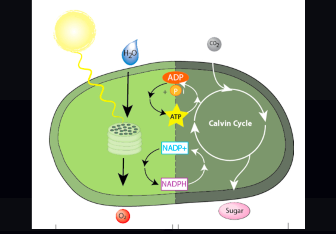 <p>Traps energy from sunlight in ATP &amp; NADPH</p>