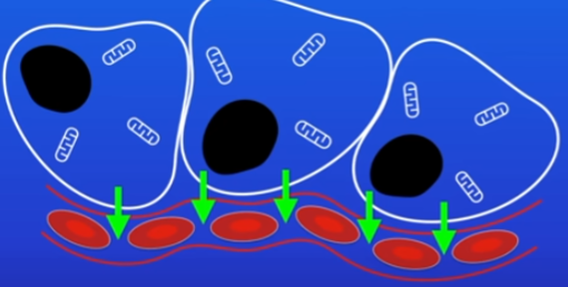 <ul><li><p>as blood passes through them, substances like glucose and oxygen diffuse from blood to cells</p></li><li><p>carbon dioxide diffuses from cells back to the blood</p></li><li><p>very thin walls = very short diffusion pathway = rapid substance diffusion between body and blood cells</p></li></ul>