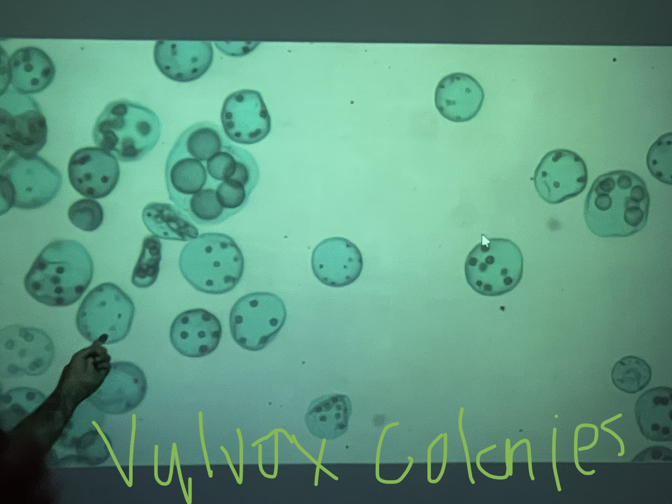 Name the genus and phylum?