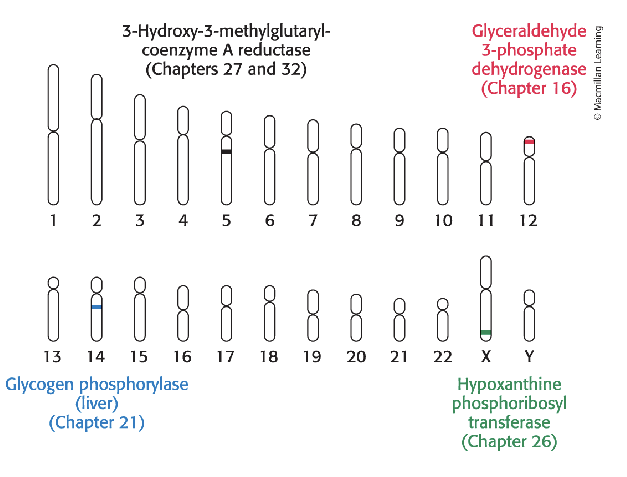 <ul><li><p>the sequence of the human genome has been completed</p></li><li><p>started in 1990 and completed in 2003</p></li><li><p>led at the NIH by the national human genome research institute</p></li><li><p>comprised of approx</p><ul><li><p>3 billion BP of DNA distributed among 24 chromosomes</p></li><li><p>23,000 genes</p></li></ul></li></ul><p></p>