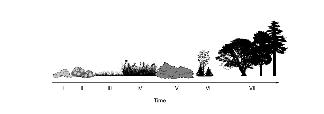 <p>Which of the following best identifies and describes the process that is illustrated in the diagram above?</p><p></p><p>A) Primary succession, because the result is a mature forest with a variety of shade-intolerant shrubs and grasses</p><p>B) Primary succession, because the process in the diagram begins with bare rock.</p><p>C) Secondary succession, because intermediate plant species like grasses and weeds are present</p><p>D) Secondary succession, because the result is a mature forest with a variety of shade-tolerant trees</p>